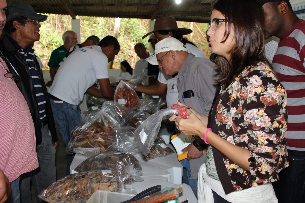Participantes manuseiam sementes florestais nativas no curso que deu origem ao encontro para organizar a Rede 
