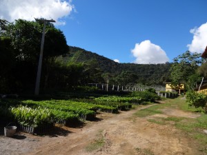 CPMVS e a produção de mudas, Serra da Jiboia ao fundo.