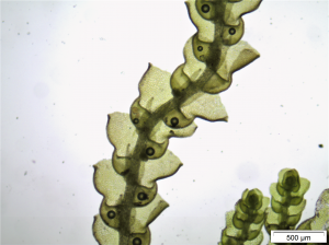 Fotomicrografia da Microlejeunea jiboiensis (Autores: C.J.Bastos-S.Vilas Bôas Bastos)